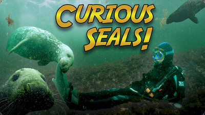 Jonathan Bird's Blue World: Diving with Seals!