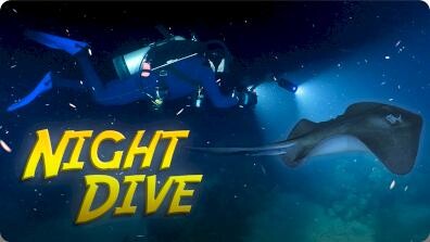 Jonathan Bird’s Blue World: What Creatures Emerge at Night in Belize