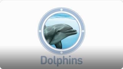 Amazing Animals: Dolphins