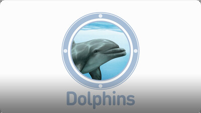 Amazing Animals: Dolphins