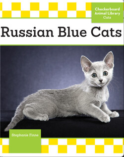 Russian Blue Cats