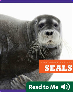 Seals