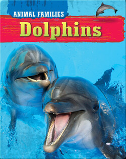 Dolphins