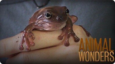 3 Weird Things (some animals can do)