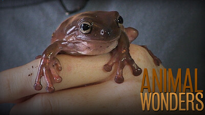 3 Weird Things (some animals can do)