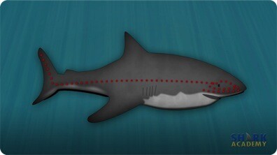 Shark Hearing