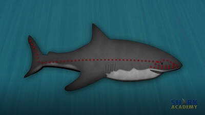 Shark Hearing