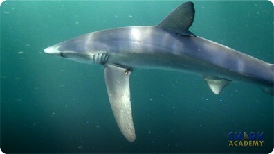Shark Buoyancy
