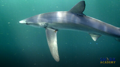 Shark Buoyancy