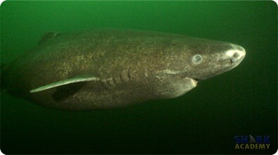 Greenland Sharks