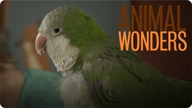 Chopsticks the Quaker Parrot is Hilarious