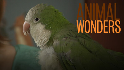 Chopsticks the Quaker Parrot is Hilarious