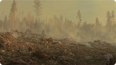Forest Fires