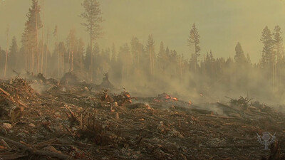 Forest Fires