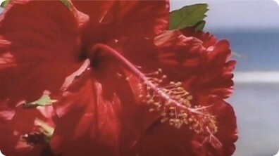 Ecology: Our Green Planet