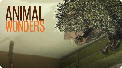 Porcupine Stink