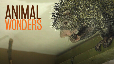 Porcupine Stink