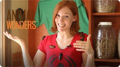 Creepy Crawly Halloween Special