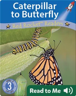 Caterpillar to Butterfly
