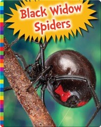 Black Widow Spiders