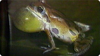 Tell Me Why: Prehistoric Animals & Reptiles