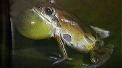 Tell Me Why: Prehistoric Animals & Reptiles