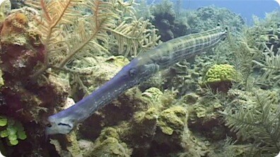 Under the Waves: Creatures of the Abyss