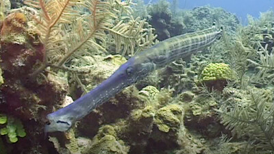 Under the Waves: Creatures of the Abyss