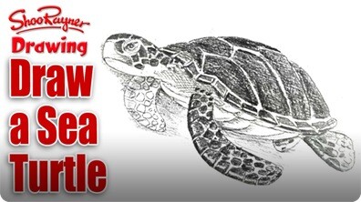 How to Draw a Sea Turtle