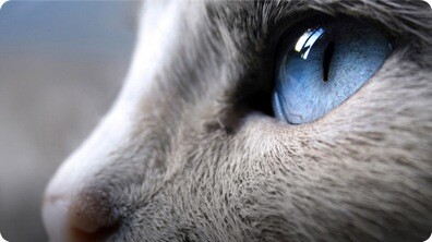 Australia's Beauty Pageant for Cats!