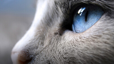 Australia's Beauty Pageant for Cats!