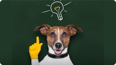 How Smart Is Your Dog?
