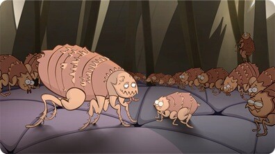 I'm a Flea