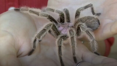 Spiders!