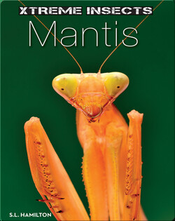 Mantis