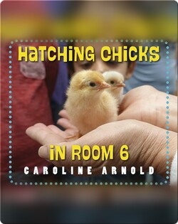 Hatching Chicks in Room 6