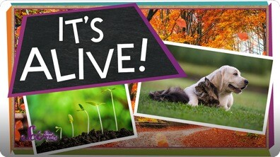 SciShow Kids: Why Aren’t Rocks Alive?