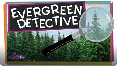 SciShow Kids: Field Journal: What Kind of Tree Is This?
