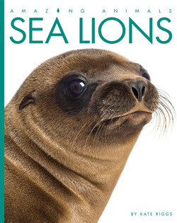 Sea Lions