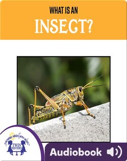 What is An Insect?