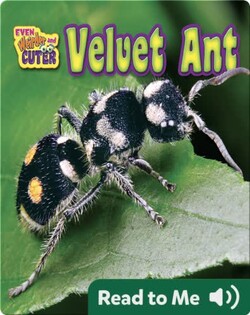 Velvet Ant