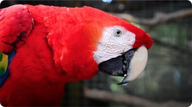 Gabby Wild and George the Handsome Scarlet Macaw