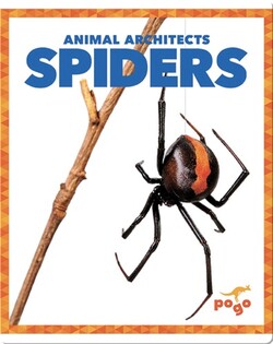 Spiders