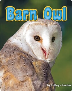 Barn Owl