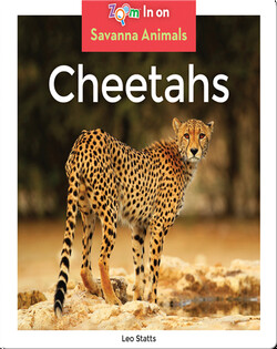 Cheetahs