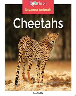 Cheetahs