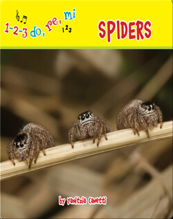 Spiders