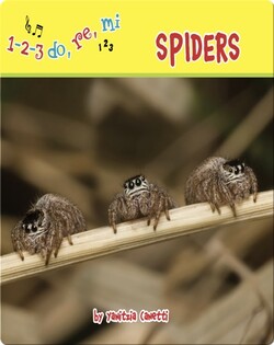 Spiders
