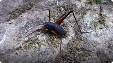 Bugs of the Caves!