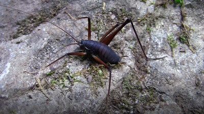 Bugs of the Caves!